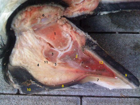 Querschnitt HufPS2